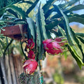 Dragon Fruit Cutting Halley's Comet Red Flesh Pitahaya Live Plant 8" Edible Fruit Succulent