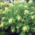 Cordyline sp. Wide Leaf Tree Seeds – Tropical Foliage, Ornamental Plant, Exotic Houseplant Seeds, 20 Count
