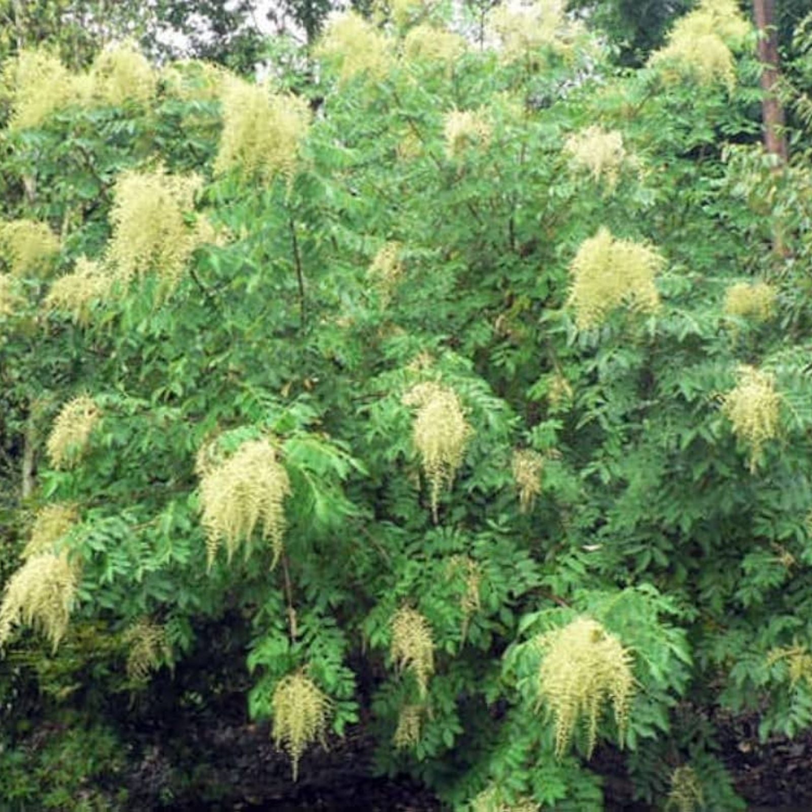 Cordyline sp. Wide Leaf Tree Seeds – Tropical Foliage, Ornamental Plant, Exotic Houseplant Seeds, 20 Count