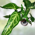 Syngonium Cutting – White Variegated Syngonium, Syngonium podophyllum, Indoor Houseplant, Green and White Foliage, Fast Growing