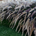 Bulk Prairie Grass Seed 10,000 Count Native Drought Tolerant Ornamental Grass for Landscaping Wildflower Gardens