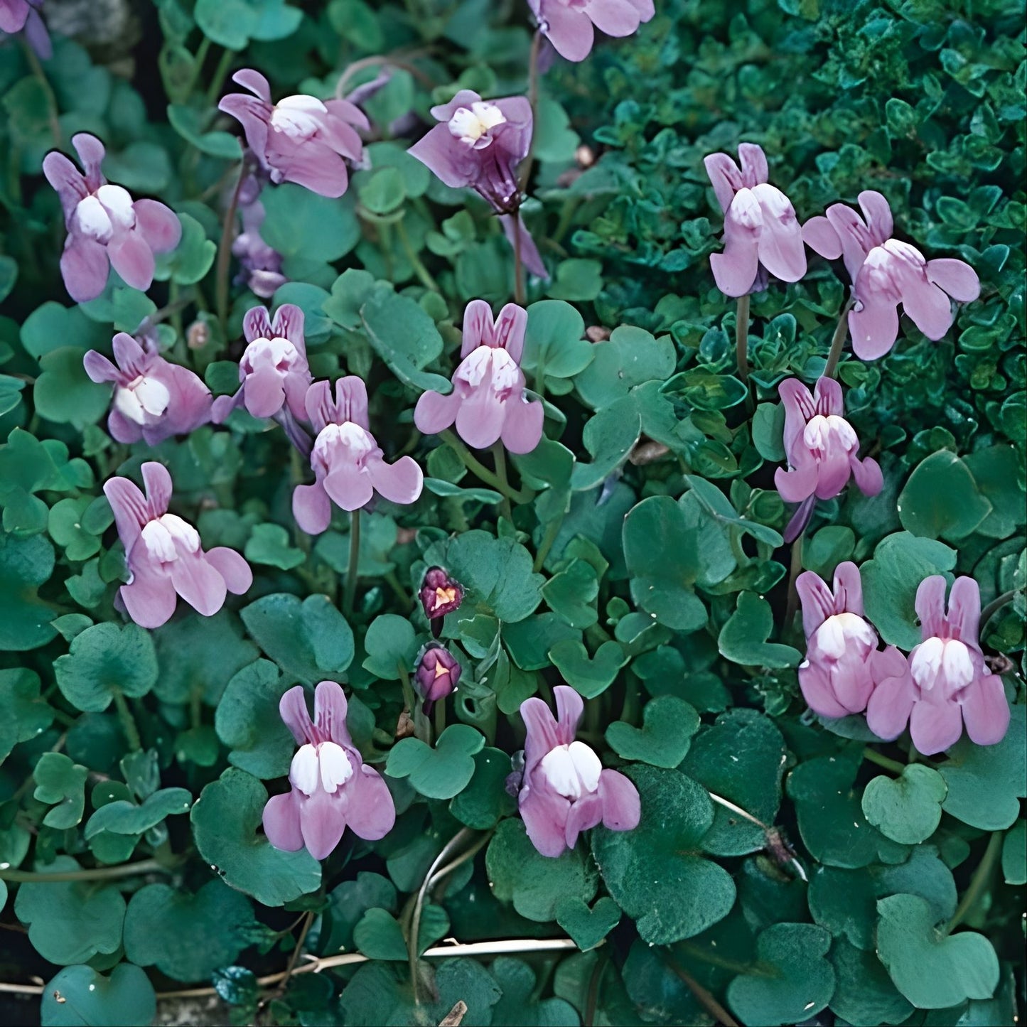 Kenilworth Ivy Root Cuttings, Groundcover Perennial Cymbalaria Muralis, Live Plant, Easy to Grow, Hardy Garden Plant