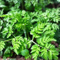 Chervil Seeds 500 Count Heirloom Non-GMO Culinary Herb, Anthriscus cerefolium, Live Plant, Starter, Gardening, Cooking
