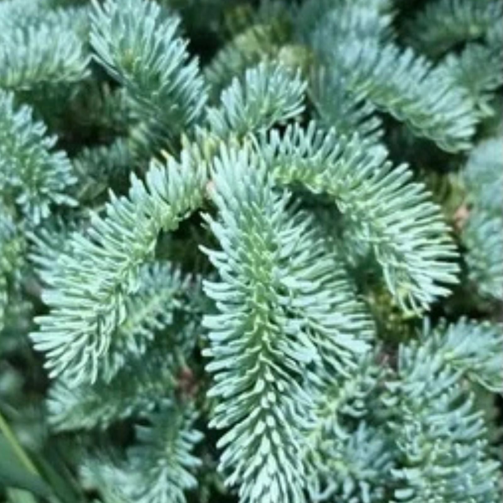 Greater Burdock Root Seeds 50 Pack, Organic Arctium lappa Herb Seeds for Gardening and Herbal Remedies