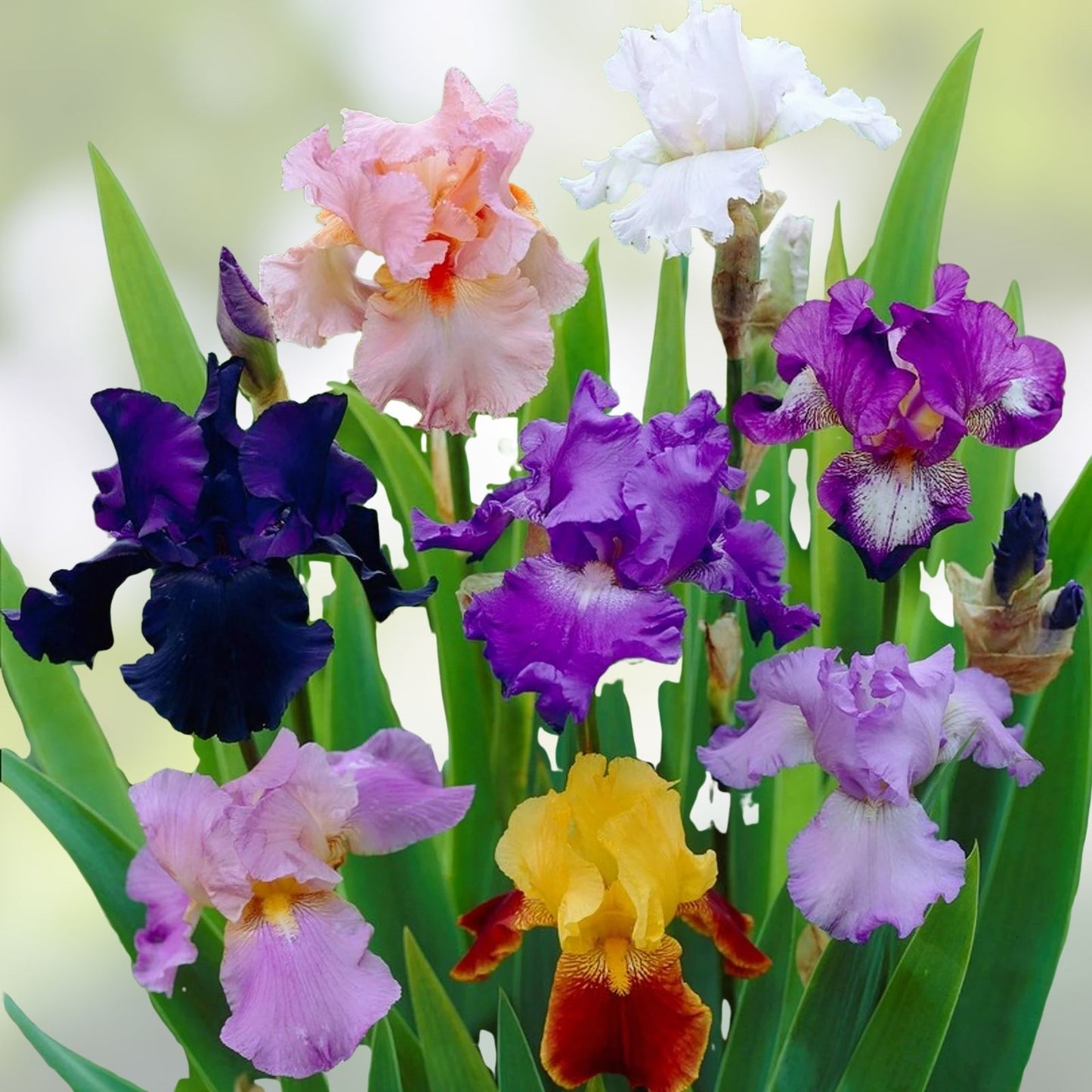 Iris germanica Rhizomes Set of 3 Mixed Colors | Live Iris Plant Starter Bulbs with Flags for Easy Identification