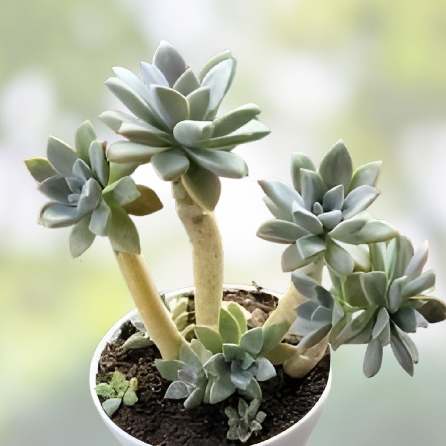 GraptoSedum California Sunset Succulent Cuttings 2-3" Drought-Tolerant Indoor Plant, Houseplant, Live Starter Plant