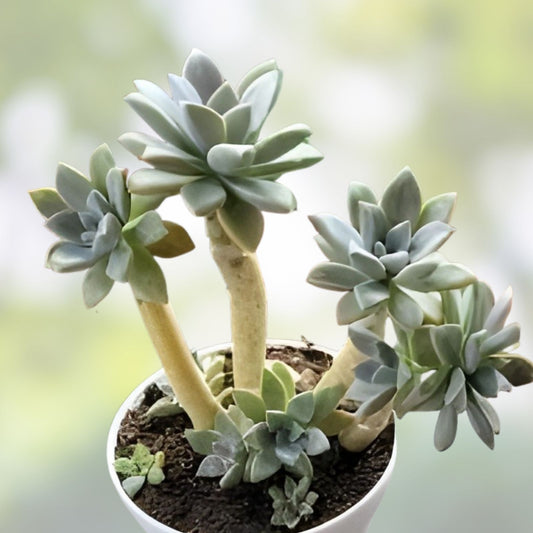 GraptoSedum California Sunset Succulent Cuttings 2-3" Drought-Tolerant Indoor Plant, Houseplant, Live Starter Plant