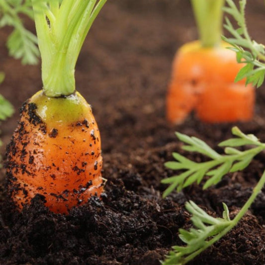 Non-GMO Carrot Seeds Little Finger Variety | Daucus carota Heirloom Vegetable Seeds for Gardening, Starter, Live Plant, Cutting