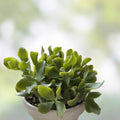 Crassula Undulatifolia Ripple Jade Succulent Cuttings 8 Pack Live Houseplants Garden Decor