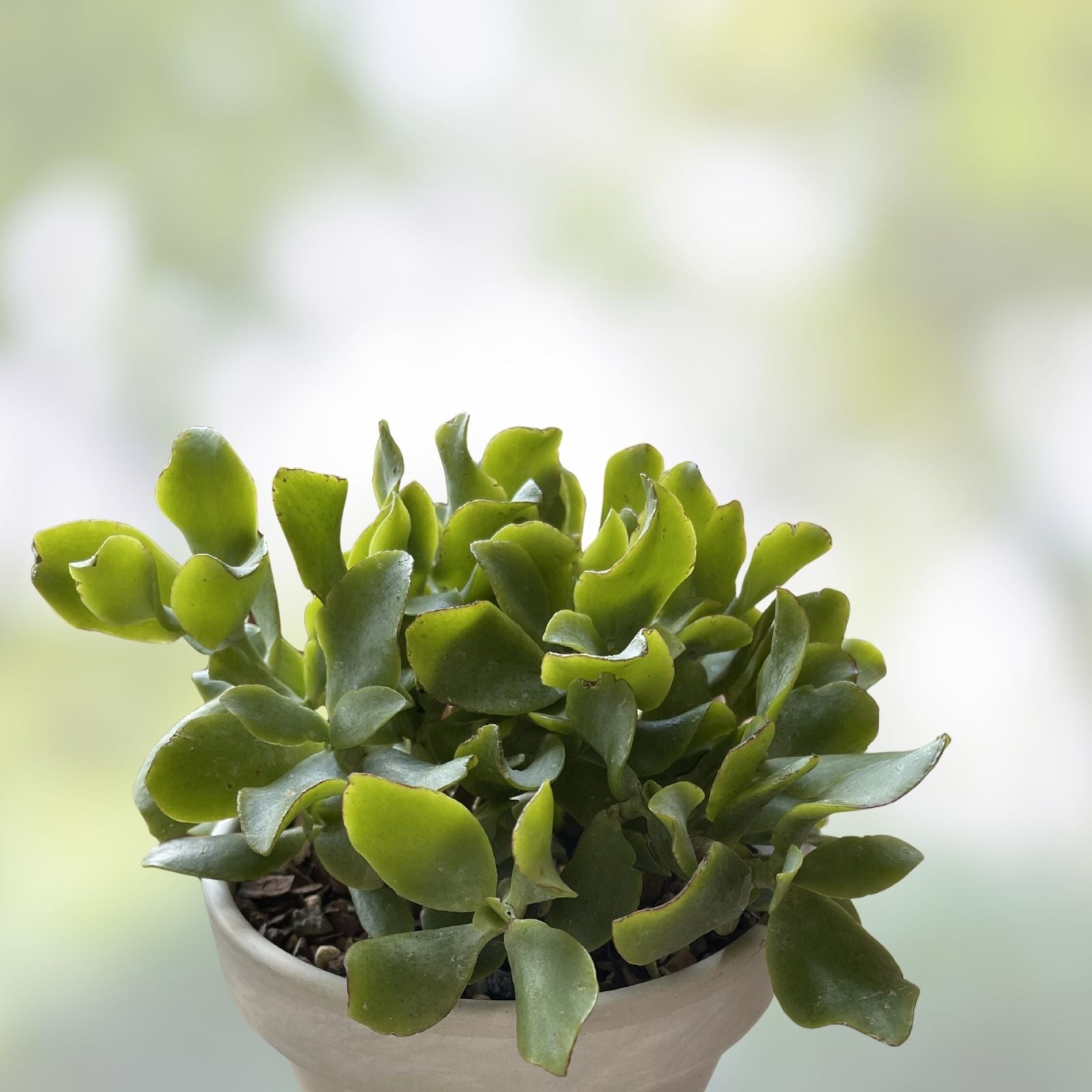 Crassula Undulatifolia Ripple Jade Succulent Cuttings 8 Pack Live Houseplants Garden Decor