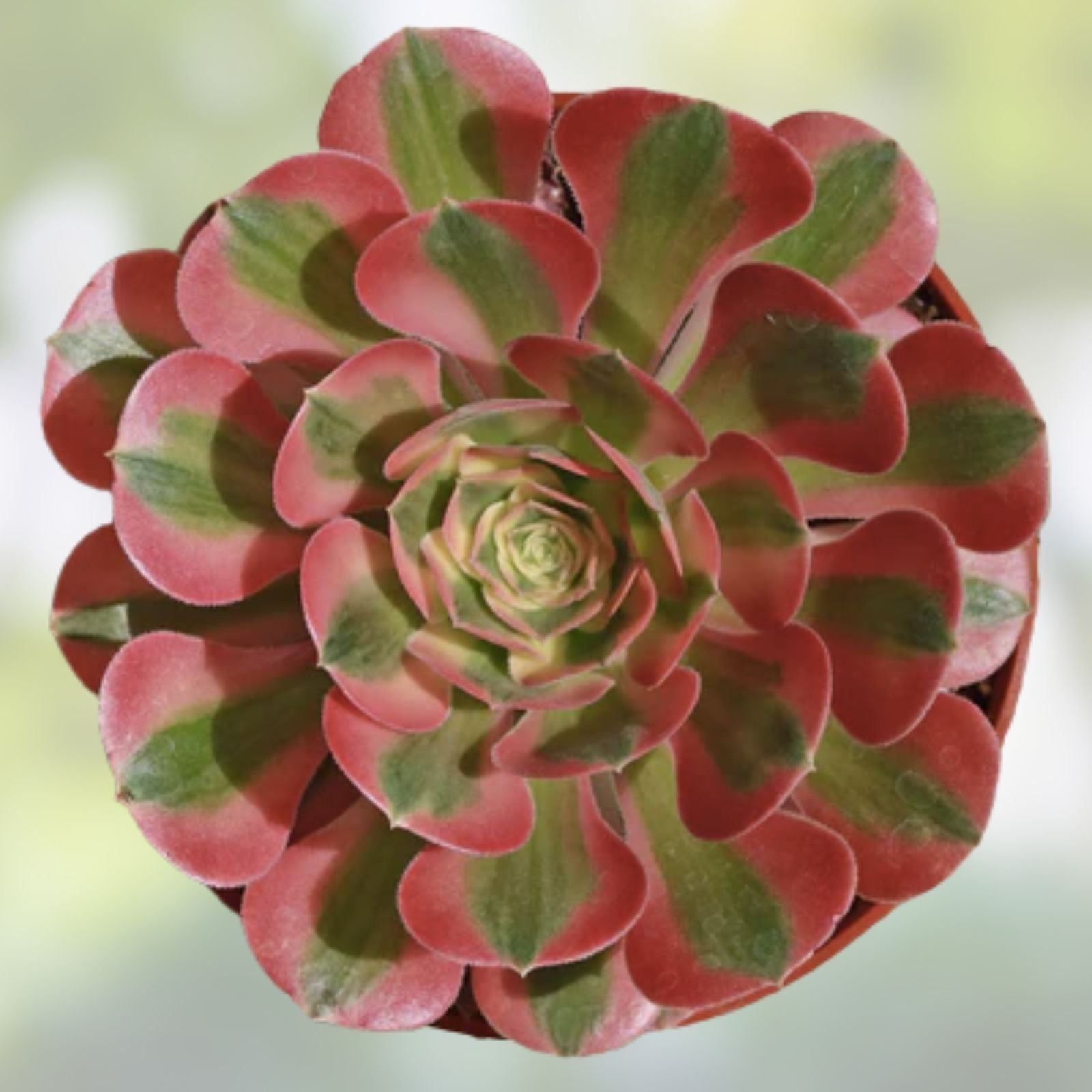 Rare Aeonium Pink Edges Succulent Cutting 4-6” Live Plant Indoor Outdoor Garden Houseplant