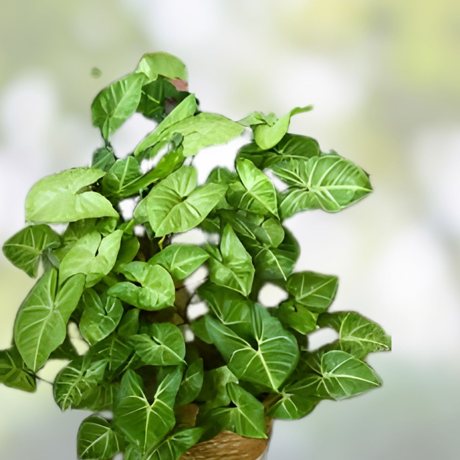 Syngonium Podophyllum Green Arrowhead Vine Live Plant Cuttings Lot of 5 Houseplant Propagation