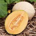 Cantaloupe Seeds Organic Non-GMO Jumbo Heirloom Cucumis melo Vegetable Garden Planting Starter 100