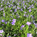 Carolina Wild Petunia Live Plants 2-Pack | Ruellia caroliniensis | Native Lavender Flower | Garden Plants | Live Plant Starter