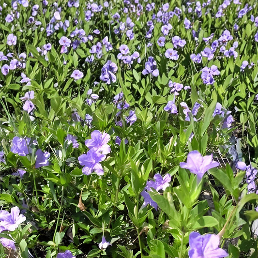 Carolina Wild Petunia Live Plants 2-Pack | Ruellia caroliniensis | Native Lavender Flower | Garden Plants | Live Plant Starter