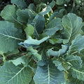 Collard Greens Seeds Vates Heirloom Non-GMO Vegetable Seeds 1000 Pack Brassica oleracea Live Plant Cutting