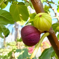 Guajome Fig Tree Cuttings Purple Ficus carica Live Plant Starter Bare Root Houseplant for Easy Rooting