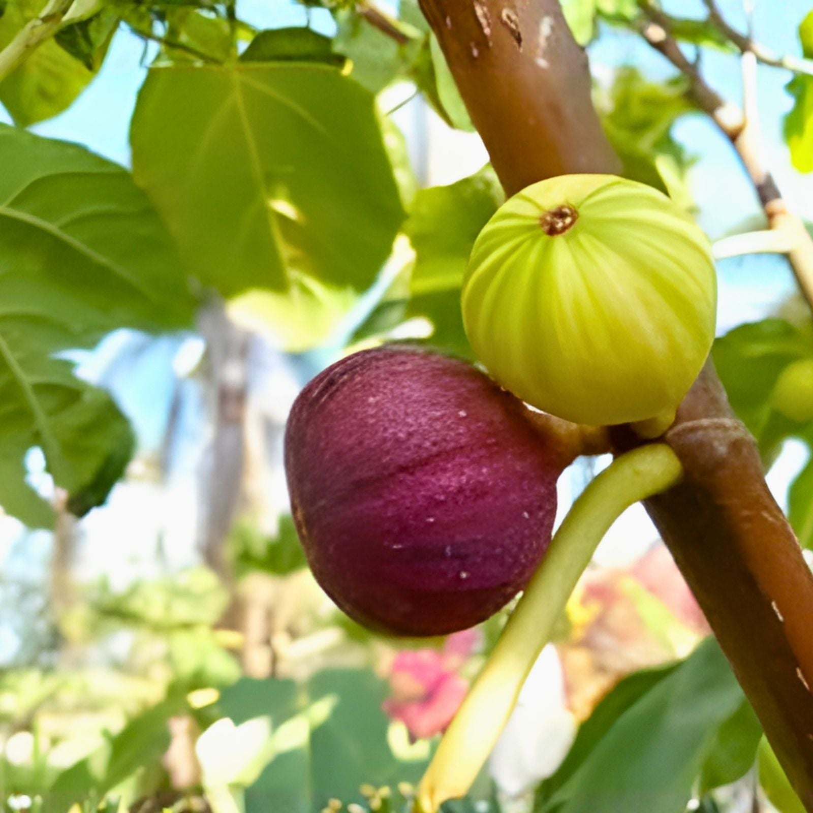 Guajome Fig Tree Cuttings Purple Ficus carica Live Plant Starter Bare Root Houseplant for Easy Rooting