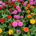 Zinnia elegans Seeds 100+ Pack Mixed Colors Bright Flower Seeds for Garden Planting, Live Plant, Cutting, Starter Plant