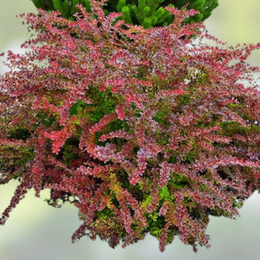 Japanese Barberry Bush Cuttings - Organic Edible Berry Starter Plants - Berberis thunbergii - Ornamental Shrubs for Garden Landscaping