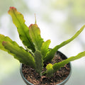 Epiphyllum Orchid Cactus Cutting Sedona Sunset Succulent Plant Live Indoor Outdoor Epiphyllum spp
