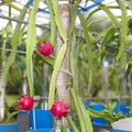 Dragon Fruit Cutting Orejona Variety Hylocereus polyrhizus Tropical Fruit Plant Live Starter for Garden
