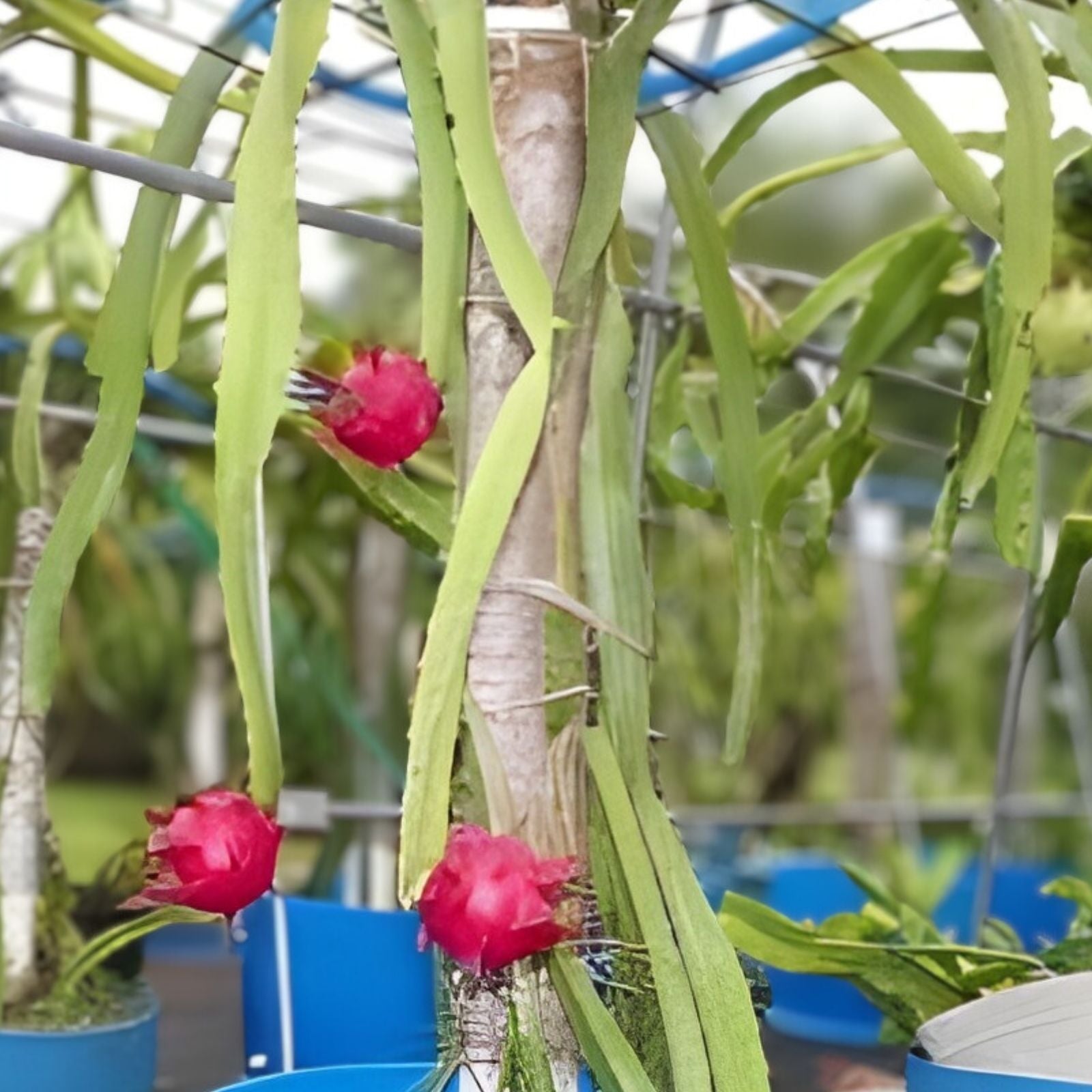 Dragon Fruit Cutting Orejona Variety Hylocereus polyrhizus Tropical Fruit Plant Live Starter for Garden