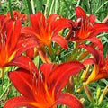 Red Giant Daylily Bare Root Plants - Hemerocallis 'Red Giant' - Spring Sprouting - Easy to Grow - Free Shipping