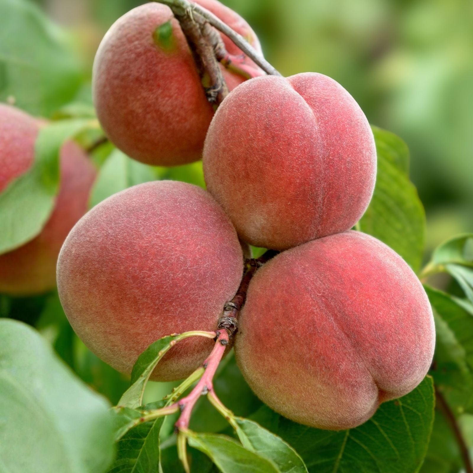 Peach Tree Cuttings Prunus persica Live Plant Grafting Rooting Fruit Tree Starter Gardening Supplies