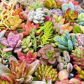 Assorted Succulent Cuttings 55 Variety Pack - Live Plants for DIY Projects, Houseplants, Garden, Free Shipping