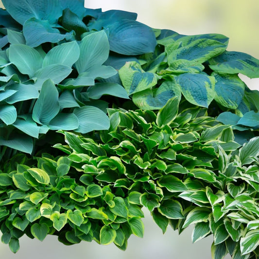 Mixed Color Hosta Plant Roots 10 Count, Perennial Shade Plants, Growers Blend, Hosta spp.