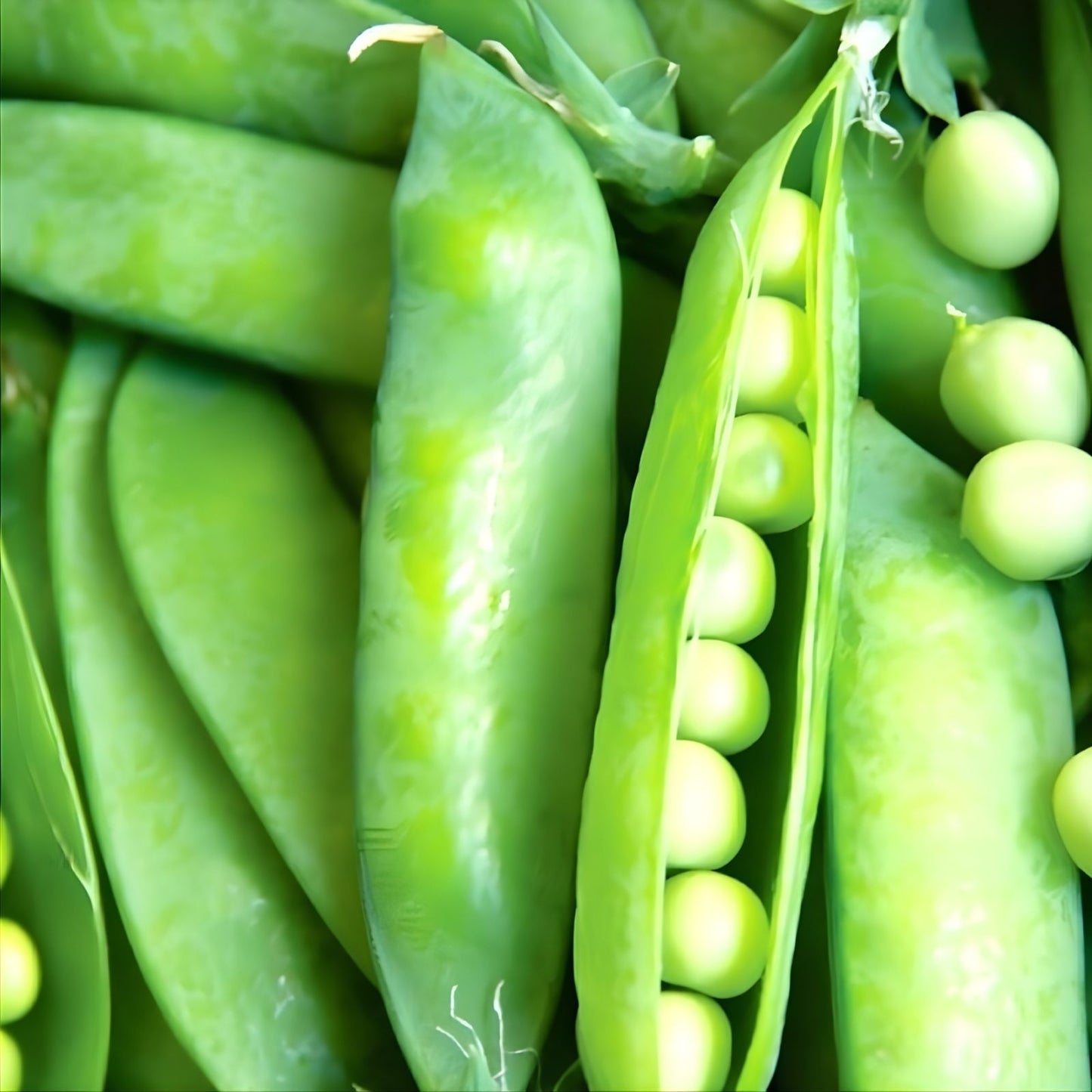 Heirloom Lincoln Pea Seeds Organic Non-GMO Vegetable Seeds Pisum sativum Fresh Peas 20+ Seeds