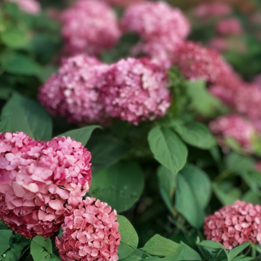 Rare Hydrangea arborescens Cuttings – 5 Rooted Ruby Plants – Live Garden Flowering Shrubs