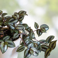 Wandering Jew Tradescantia Stem Cuttings - 20 Live Green Houseplant Propagation Starter Plants