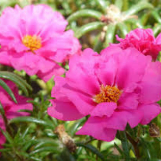 Moss Rose Cuttings Portulaca Grandiflora Pink Succulent Plant Starter Live Bare Root Propagation