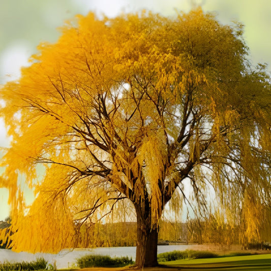 Golden Weeping Willow Tree Cutting - 5 Foot Salix babylonica Ornamental Tree for Garden Landscaping - Fast Growing