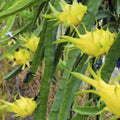 Aussie Gold Dragon Fruit Cuttings Isis Gold Variety Live Plant 8-12" Cactus Propagation Bare Root Starter Plant