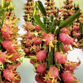 Pink Dragon Fruit Seeds 200 Count Hylocereus undatus Organic Live Plant Cuttings Bare Root Starter Fruit Plant