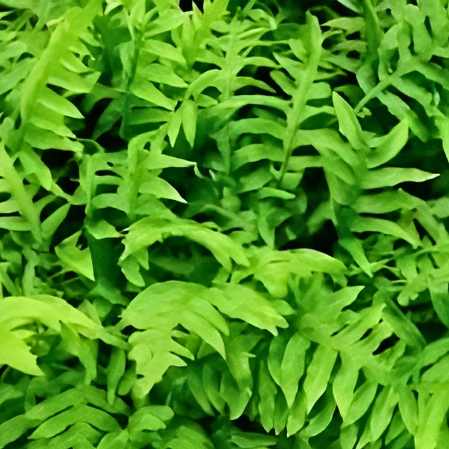 Netted Chain Fern Live Bundle 10-Pack – Indoor Shade Plant, Woodwardia areolata, Houseplant, Fern Cutting, Live Plant, Garden Decor