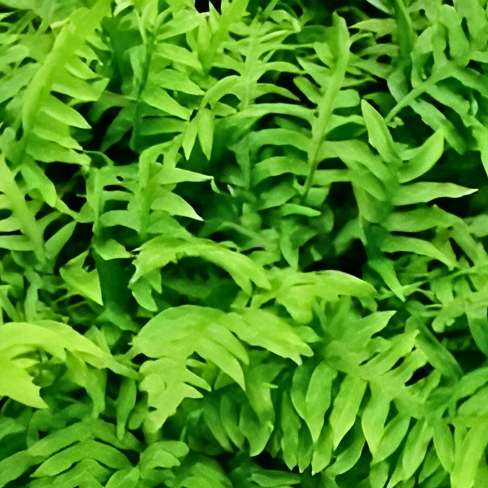 Netted Chain Fern Live Bundle 10-Pack – Indoor Shade Plant, Woodwardia areolata, Houseplant, Fern Cutting, Live Plant, Garden Decor