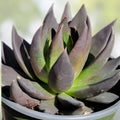 Echeveria Affinis Black Knight Succulent Plant - Rooted, Dark Color, Easy to Grow Indoor or Outdoor Garden Plant