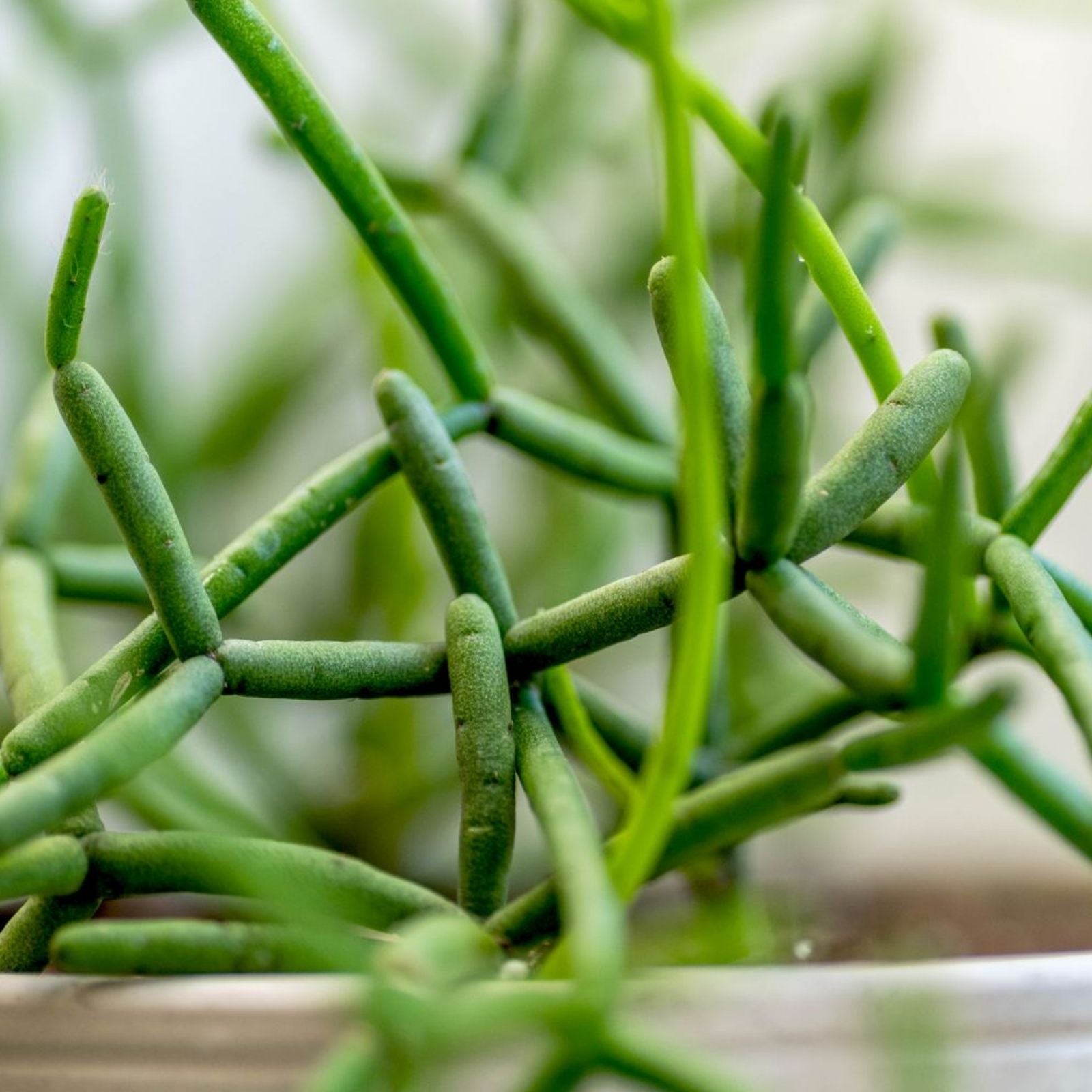 Rhipsalis paradoxa Cuttings - 2 Rooted Succulent Plants - Tropical Indoor Cactus - Easy Care Houseplant - BloomHavenNursery