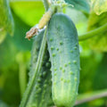 Okra Seeds Perkins Long Pod Non-GMO Organic Vegetable Seeds Heirloom Live Plant Cutting