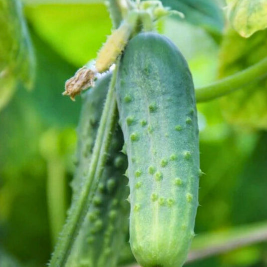 Okra Seeds Perkins Long Pod Non-GMO Organic Vegetable Seeds Heirloom Live Plant Cutting