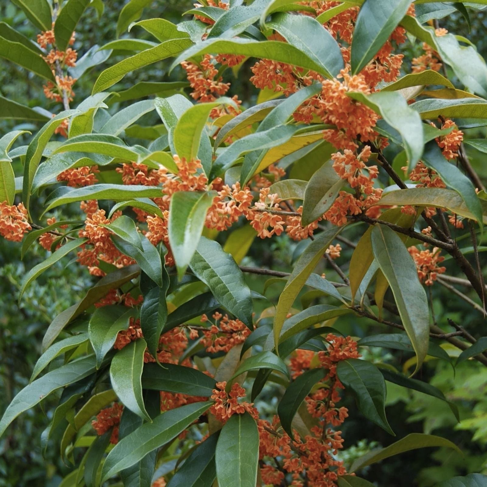 Red Sweet Tea Olive Beni Kin Mokusei Osmanthus fragrans Starter Plant Live Garden or Landscape Plant