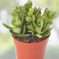 Jade Succulent Cuttings Crassula ovata 3-Pack Live Houseplant Easy Care Indoor Garden Starter Plants