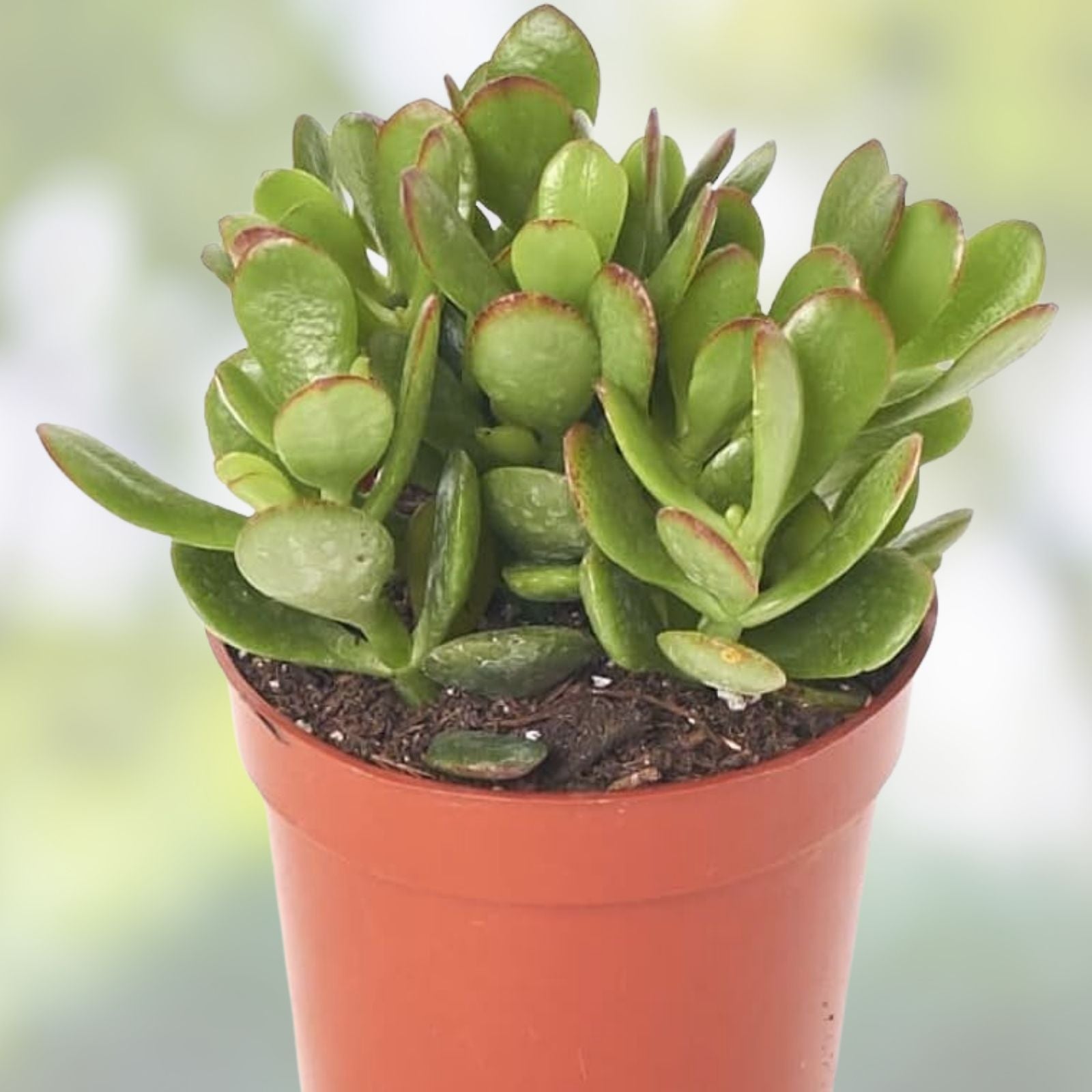 Jade Succulent Cuttings Crassula ovata 3-Pack Live Houseplant Easy Care Indoor Garden Starter Plants