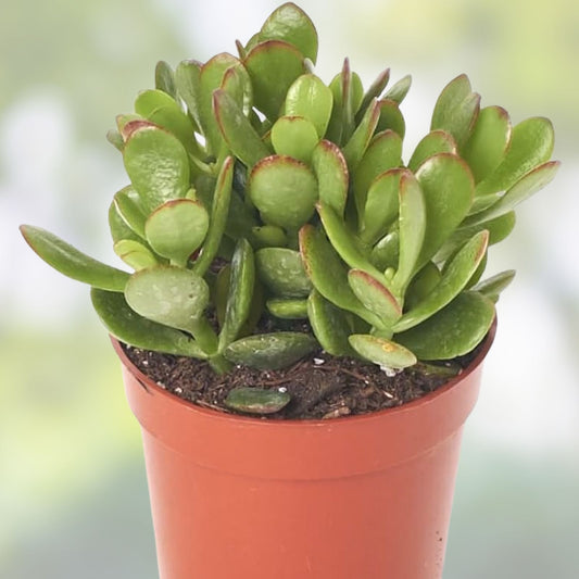 Jade Succulent Cuttings Crassula ovata 3-Pack Live Houseplant Easy Care Indoor Garden Starter Plants