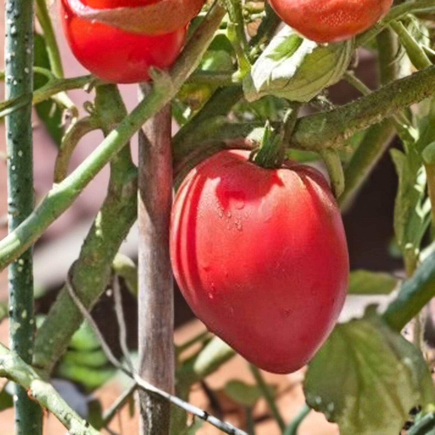 Organic Anna Russian Tomato Seeds 100 Count Heirloom Non-GMO Starter Plants Vegetable Garden