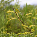 Black Willow Cuttings 18" Salix nigra Live Tree Branches Native Plant for Gardening Landscaping